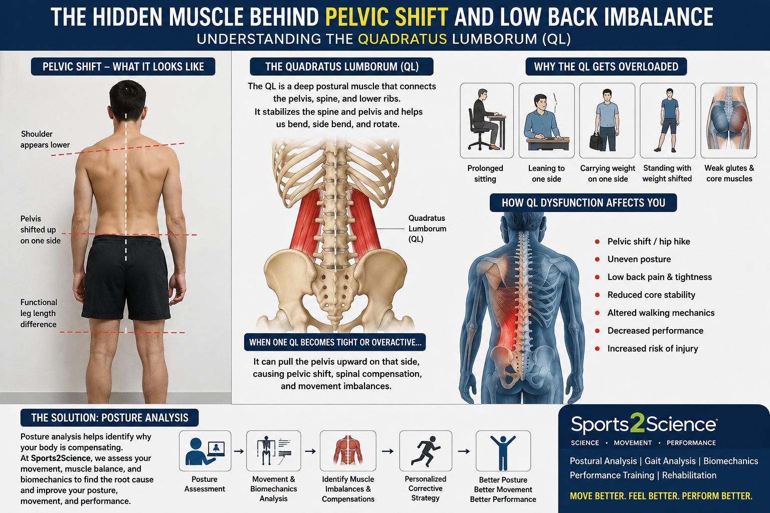 The Hidden Muscle Behind Pelvic Shift and Low Back Imbalance